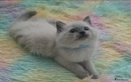 Ragdoll cats for sale: Stunning Ragdolls  - Image 4