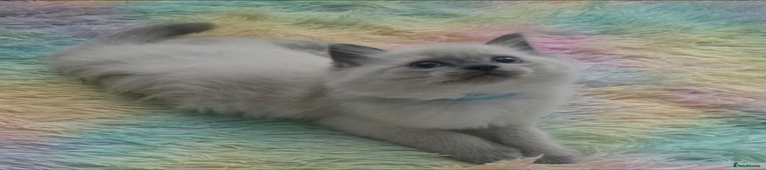 Ragdoll Kitten 3