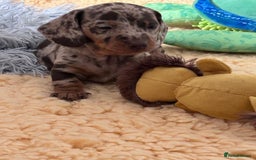 Dachshund dogs for sale: Miniature Daschund - Image 15