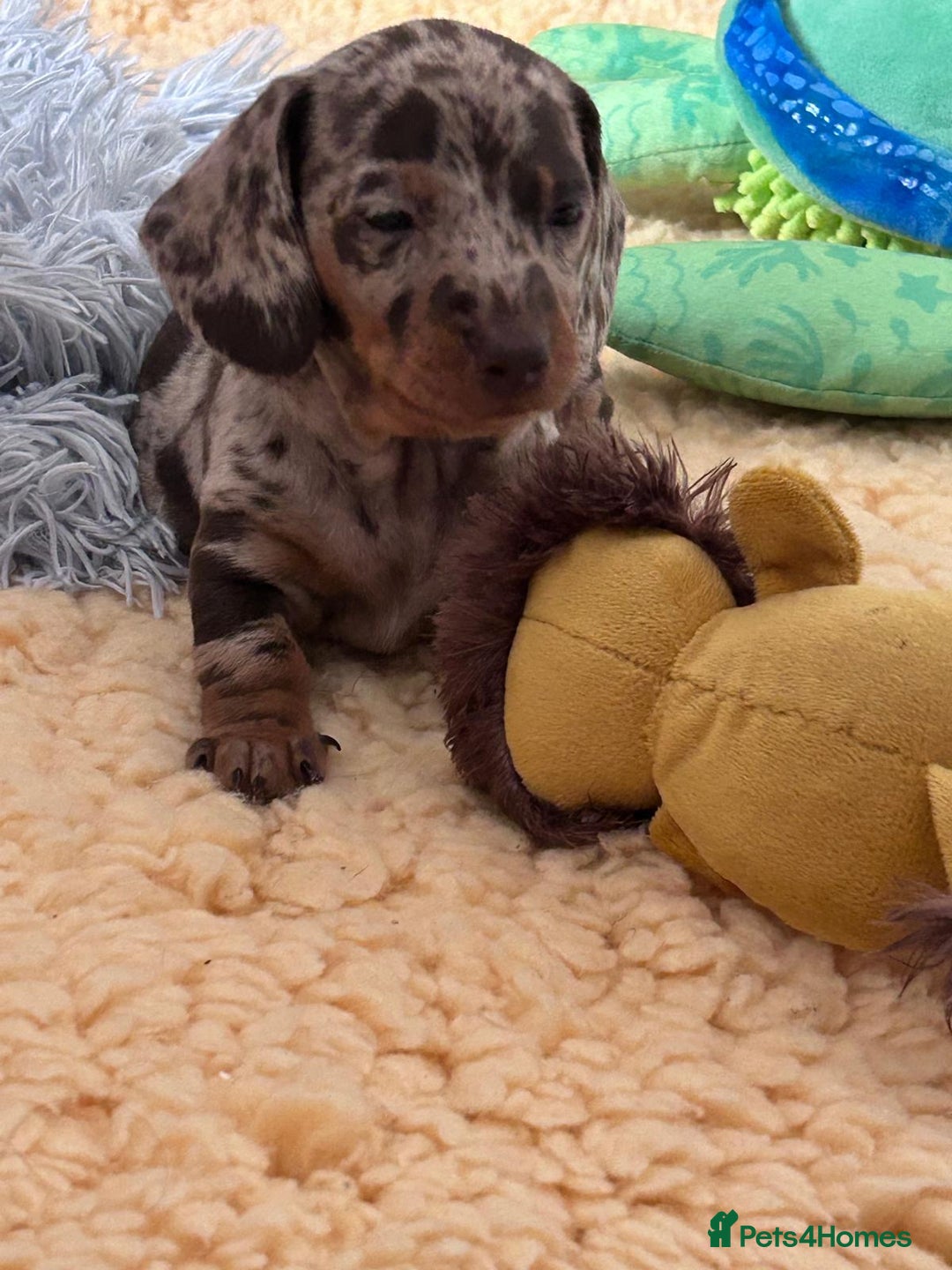 Dachshund dogs for sale: Miniature Daschund - Image 15