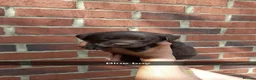 Labrador Retriever dogs for sale:  Only 5  left Litter of beautiful labradors puppys - Advert 3