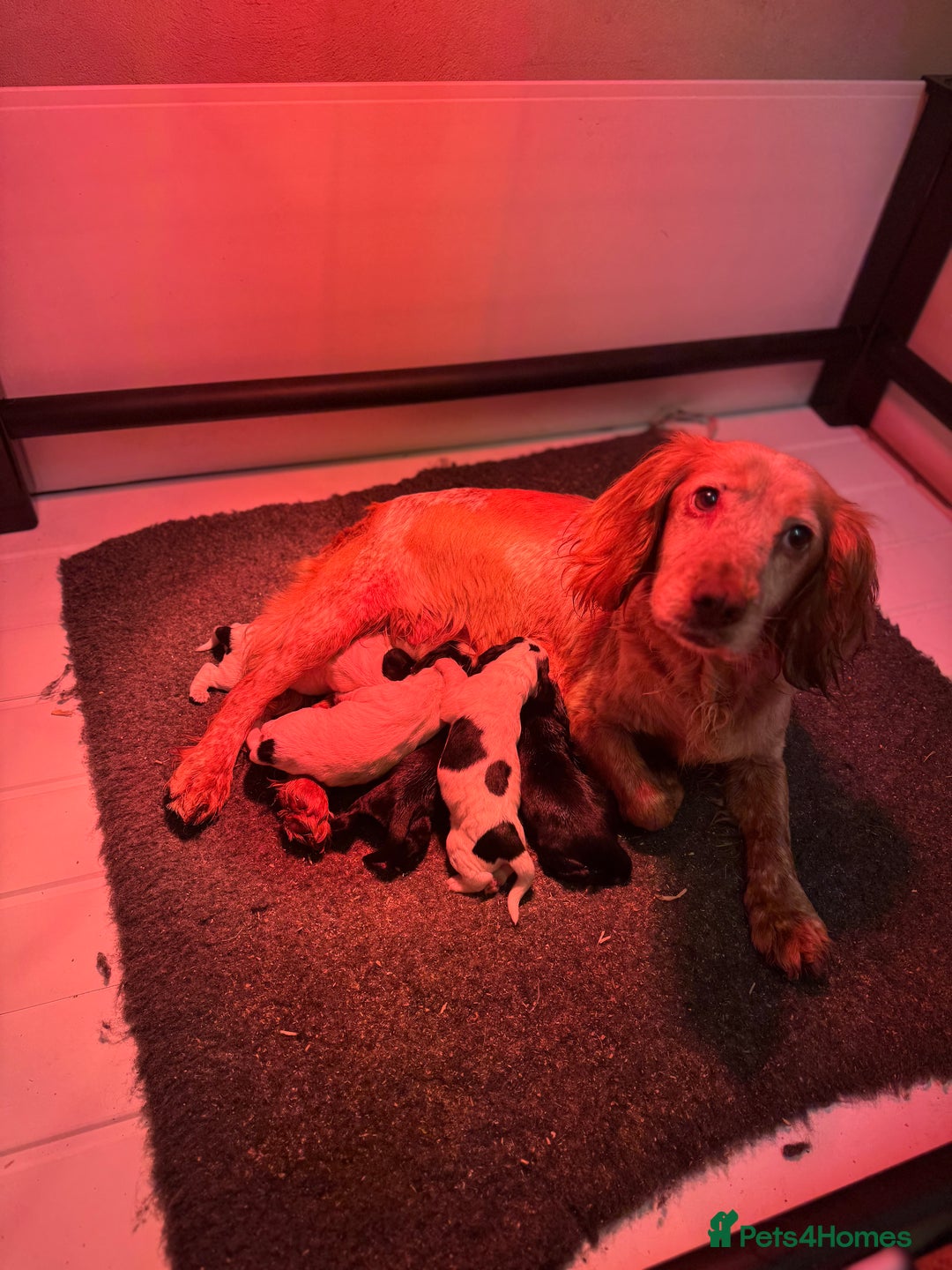 Cocker Spaniel dogs for sale: Cocker Spaniel Puppies  - Image 1
