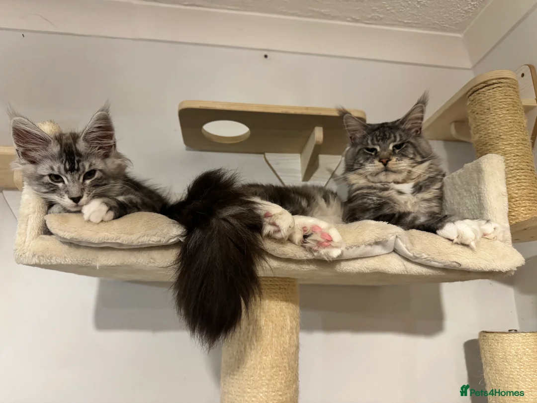 Maine Coon cats for sale: Maine coon polydactyls kittens DNA clear TICA reg - Advert 12