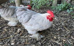 Chickens poultry for sale: Lavender Peking Bantams  - Image 5