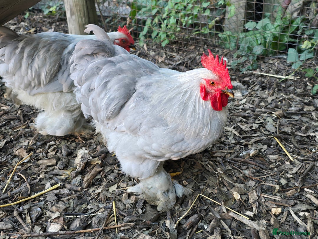 Chickens poultry for sale: Lavender Peking Bantams  - Image 5
