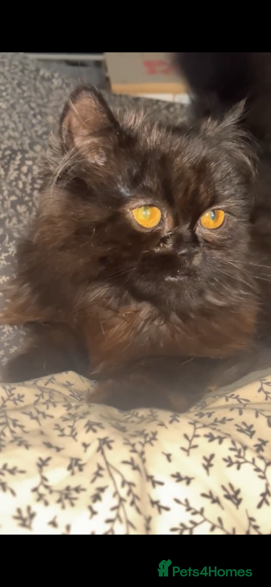 Persian cats for sale: Beautiful girl  - Image 1