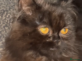 Persian cats Beautiful girl - Advert 4