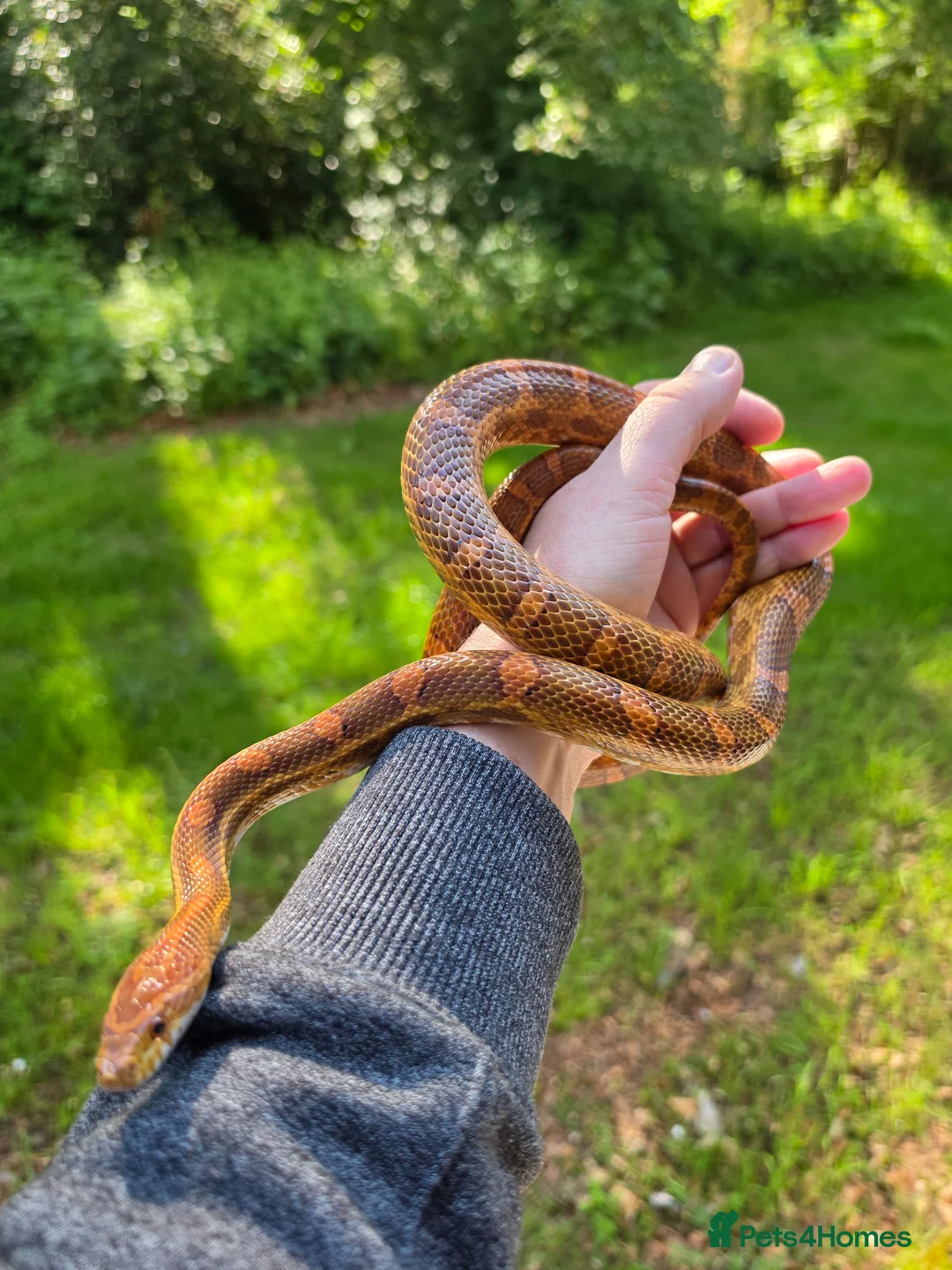 Corn Snake reptiles for sale: Adult male het scaleless palmetto anery  - Advert 2