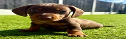 Miniature Dachshund dogs for sale: Chocolate & tan short hair miniature dachshund  - Advert 27