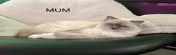 Ragdoll cats for sale: F1 100 % PURE FIFE REGISTRATION RAGDOLL KITTENS - Advert 26