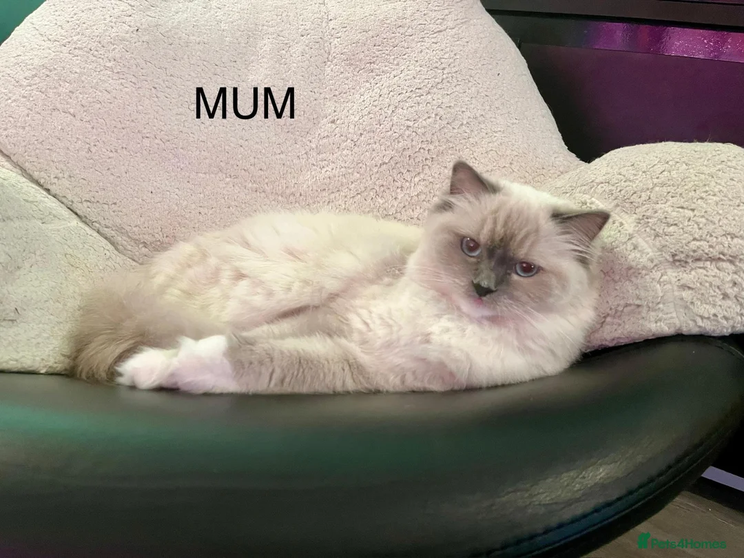 Ragdoll cats for sale: F1 100 % PURE FIFE REGISTRATION RAGDOLL KITTENS - Advert 26
