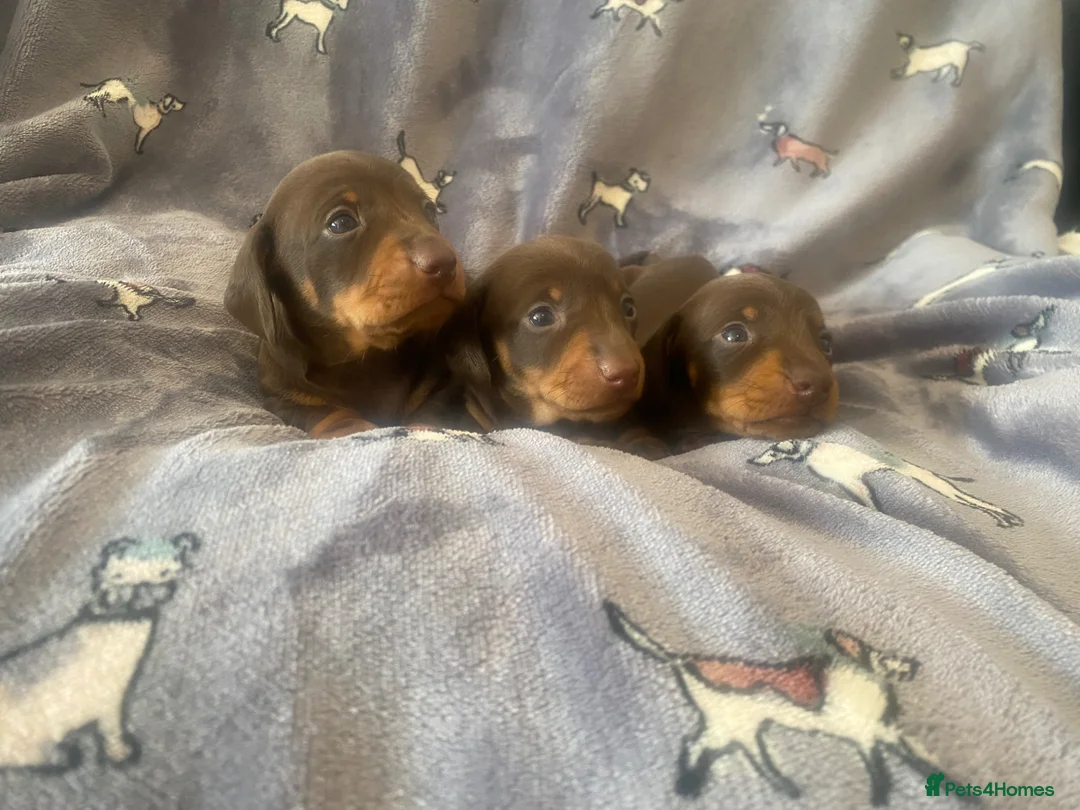 Miniature Dachshund dogs for sale: Beautiful Dachshund Puppies  in Mansfield - Advert 2