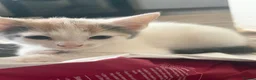 Mixed Breed cats for sale: Beautiful Kittens for Sale - Advert 7