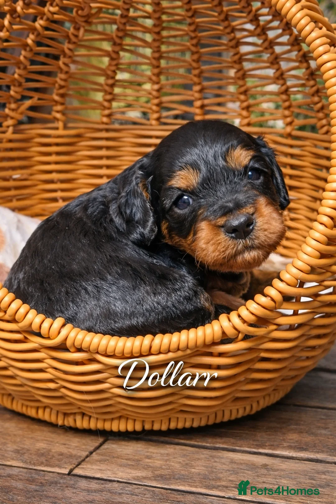 Cavapoo dogs for sale: Cavapoo Puppies – Health Tested KC Parents - Advert 3