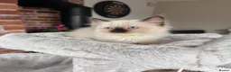 Ragdoll cats for sale: Ready Now! Beautiful Ragdoll Kittens! Xx  - Advert 22