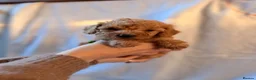 Cockapoo dogs for sale: 🐾 Beautiful Cheeky Cockapoos 🐾 - Advert 25
