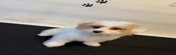 Maltipoo dogs for sale: Rare Red Parti and Biscuit Maltipoo Puppies - Advert 27