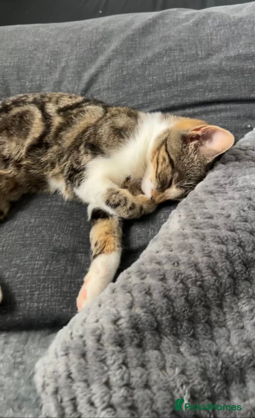 Mixed Breed cats for sale: Female cat  - Advert 1