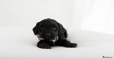 Cockapoo dogs - Advert 10