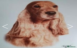 Cocker Spaniel dogs for sale: KC Reg show Type Cocker Spaniels VILLASPANIOL sire - Image 21