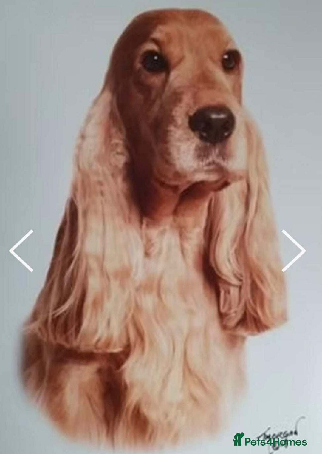 Cocker Spaniel dogs for sale: KC Reg show Type Cocker Spaniels VILLASPANIOL sire - Image 21
