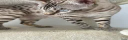 Bengal cats for sale: Snow bengal kittens in Otley - Advert 5