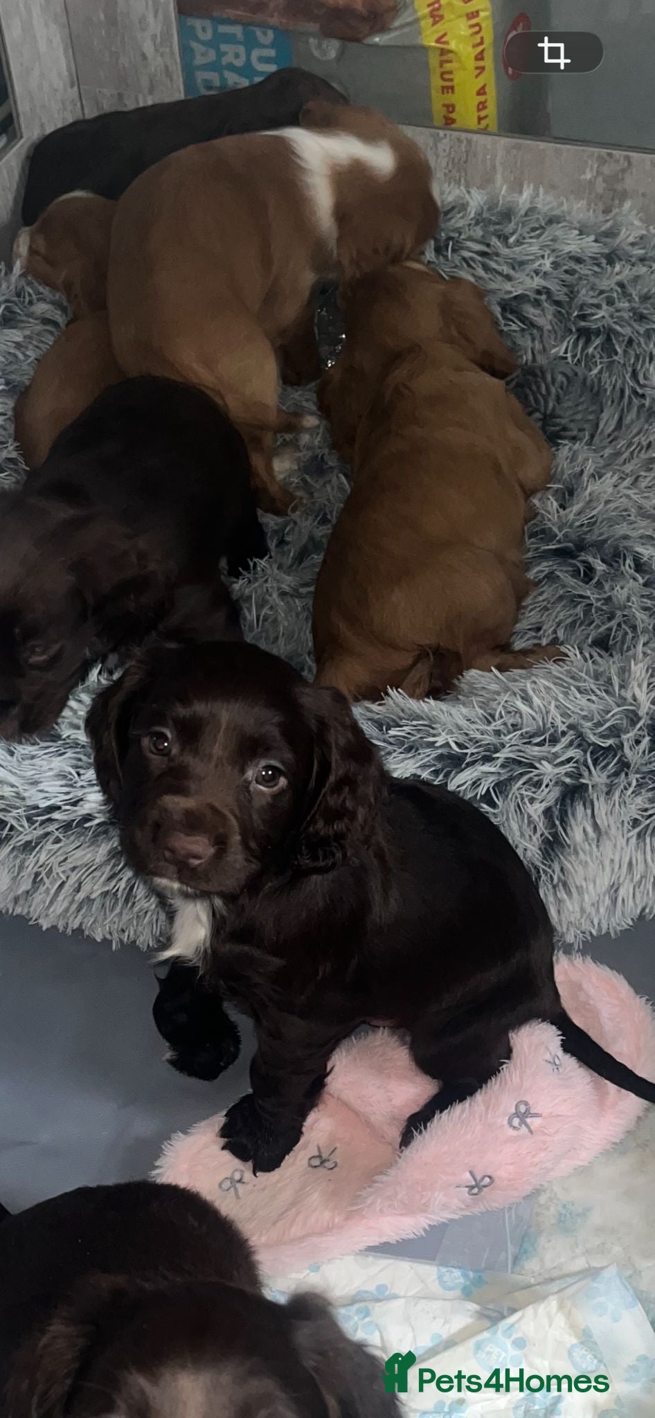 Cocker Spaniel dogs Cocker spaniel puppies  - Advert 2