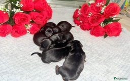 Miniature Dachshund dogs for sale: Beautiful tiny miniature dachshunds  - Image 2