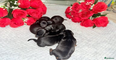 Miniature Dachshund dogs - Advert 6