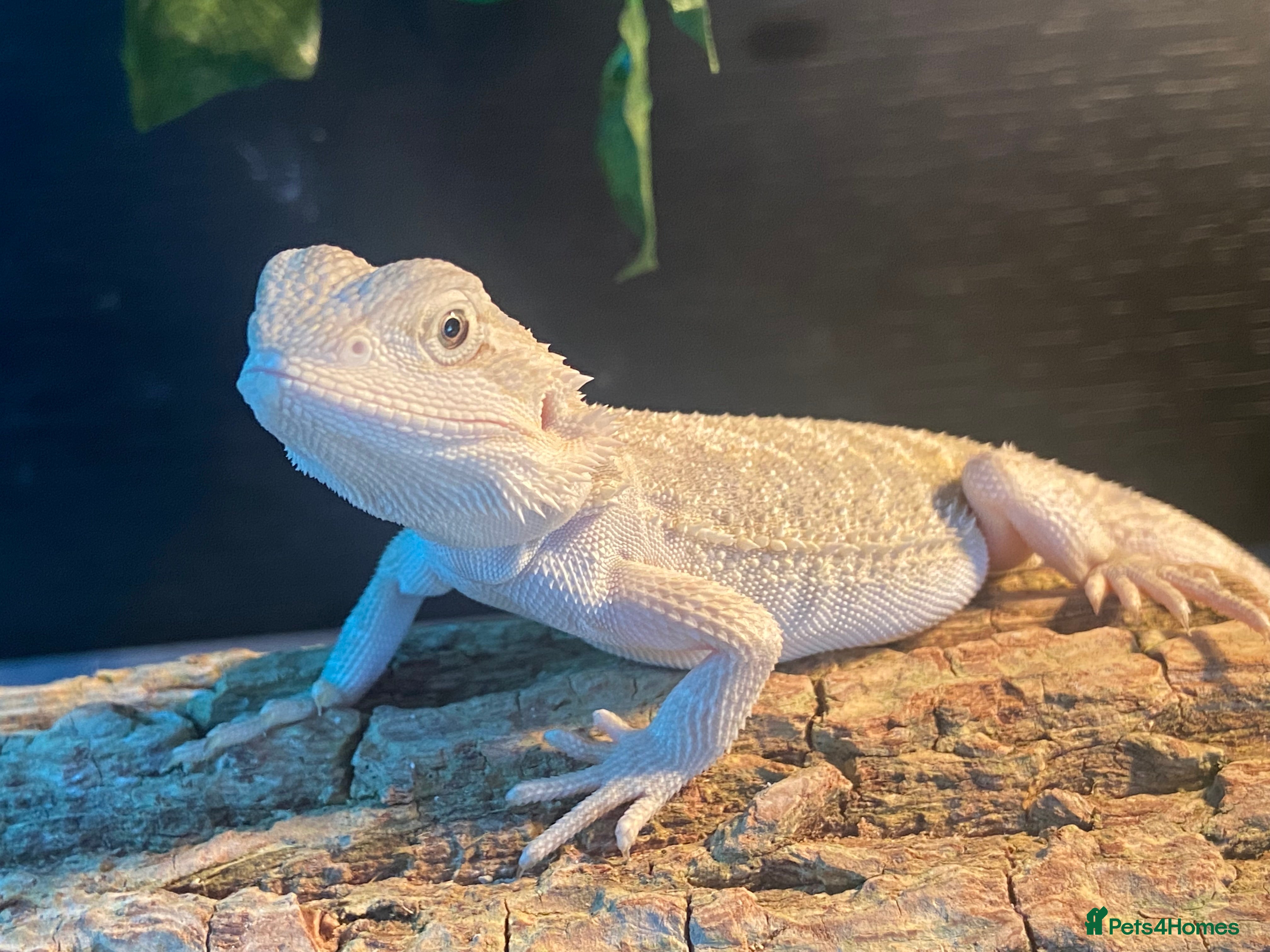 Bearded Dragon reptiles Gorgeous bearded dragon.  - Advert 1