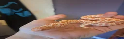 Snake reptiles for sale: Yearling western hognose albinos females - Advert 5