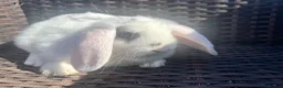 Mini Lop rabbits for sale: Beautiful Baby Mini Lops - Advert 6