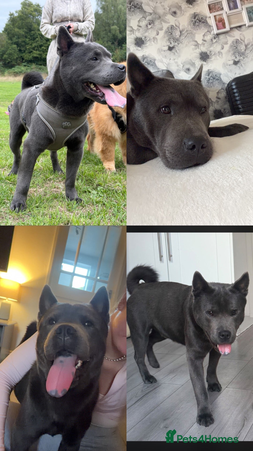 Mixed Breed dogs STITCH🩵🐶 - Advert 1