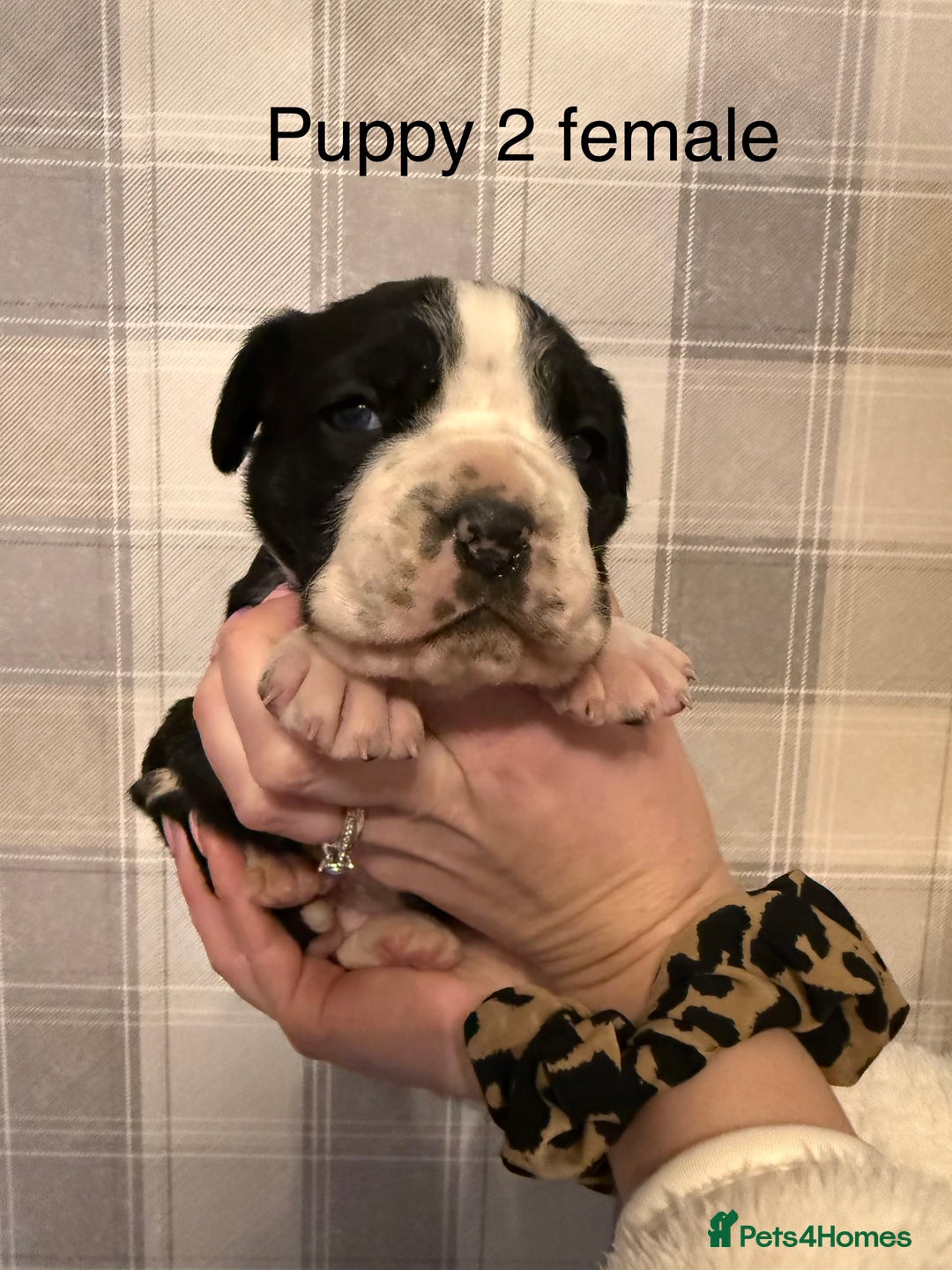 Cane Corso dogs for sale: Stunning chunky cane corso puppies - Advert 3