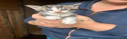 Mixed Breed cats for sale: Mixed breed kittens  - Advert 12