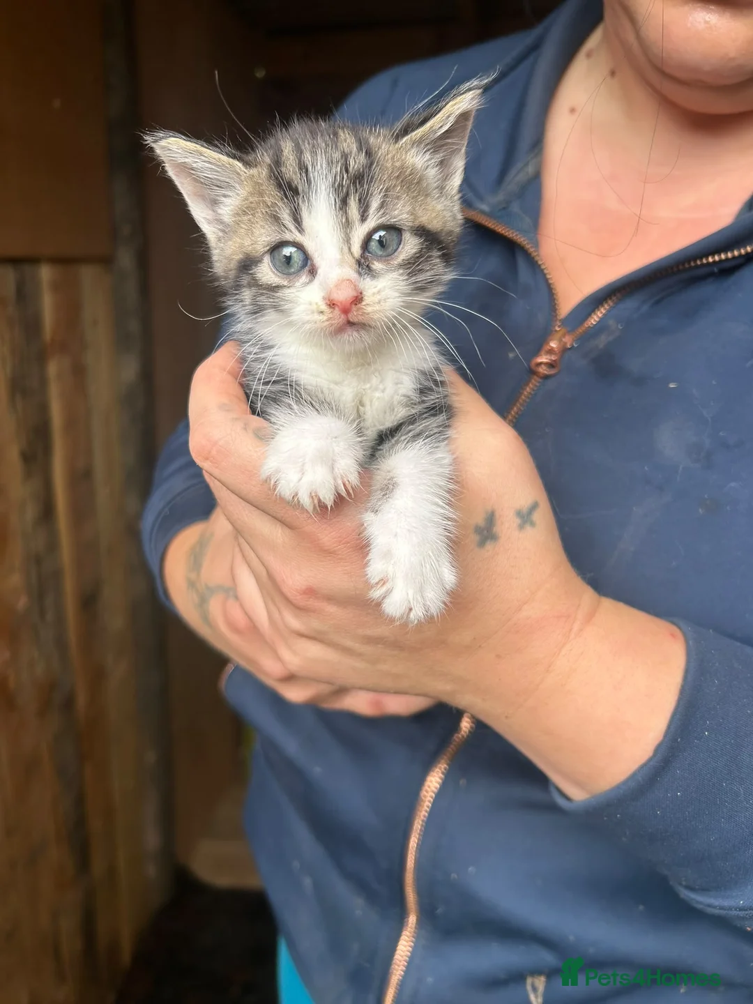 Mixed Breed cats for sale: Mixed breed kittens  - Advert 12