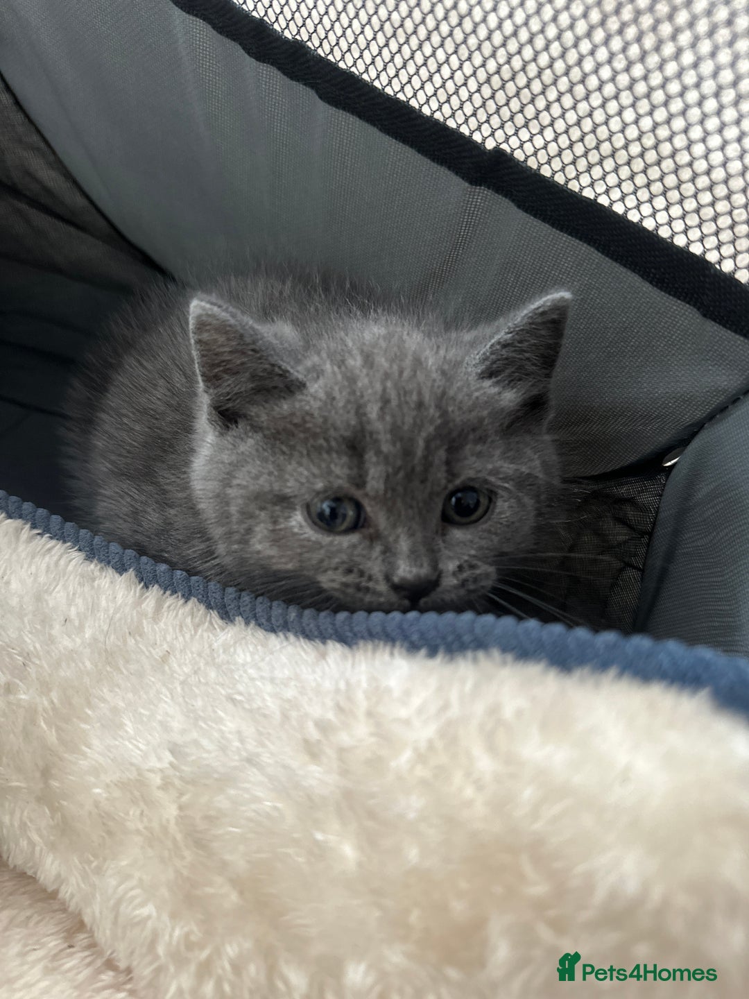 British Shorthair cats for sale: Adorable British Shorthair Kittens  - Image 15
