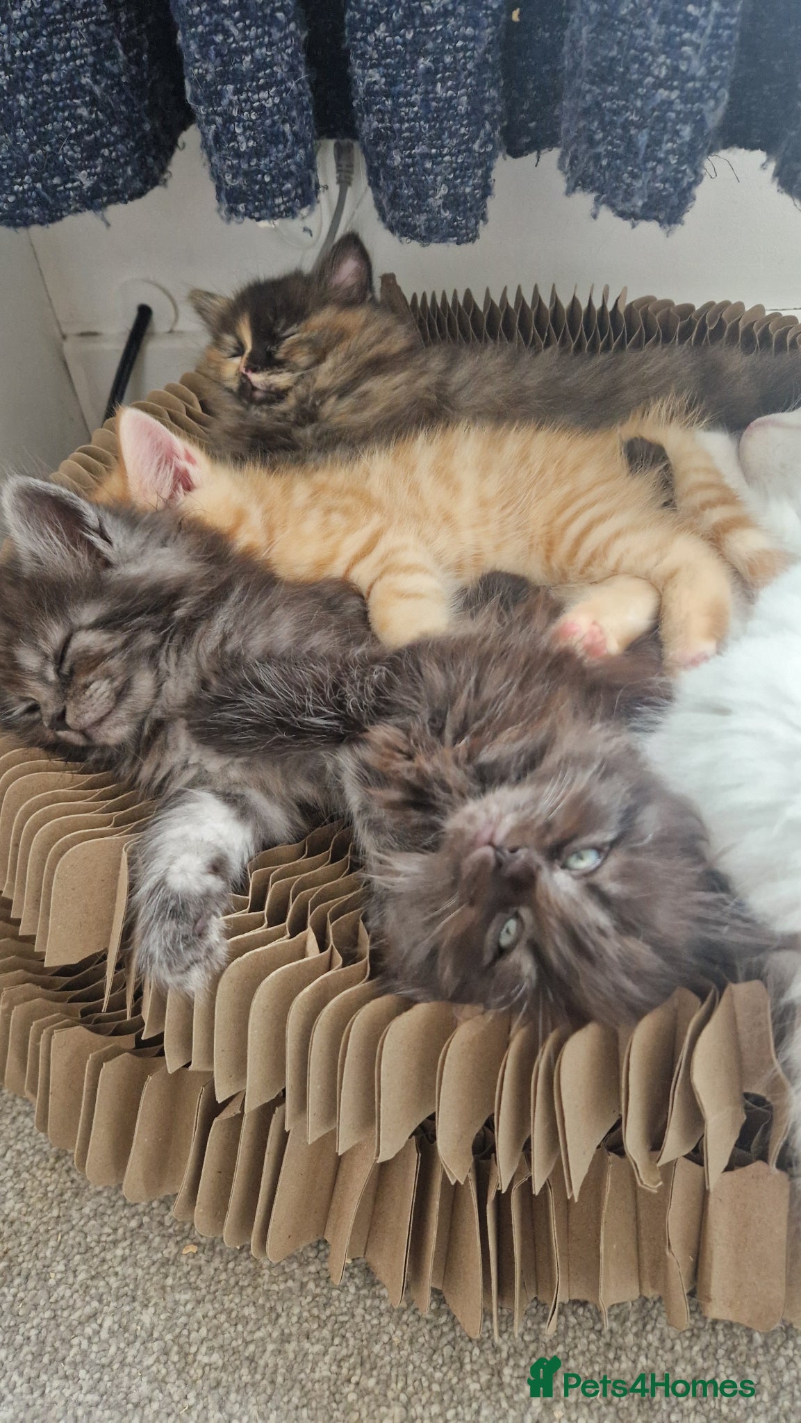 Maine Coon cats Five kittens looking for forever home.  - Advert 8