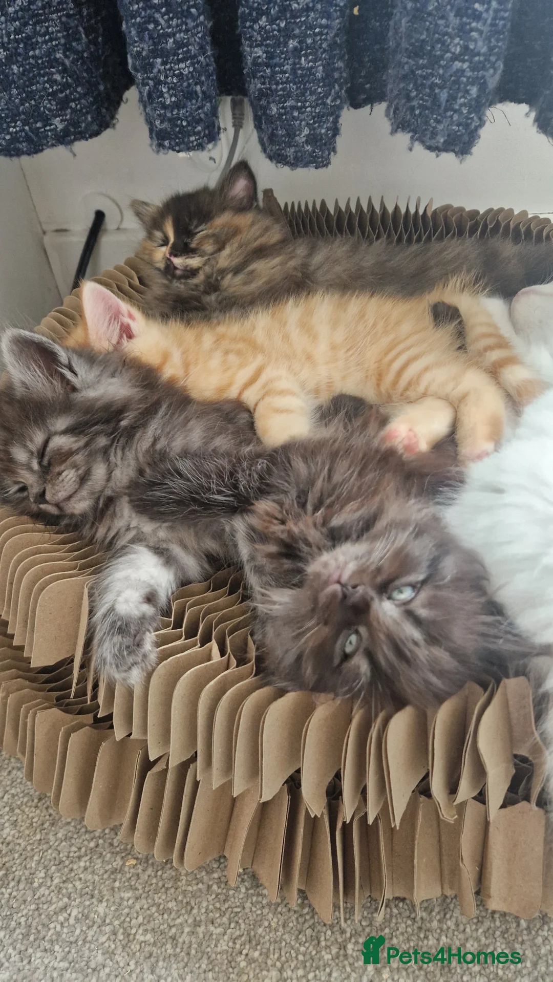 Maine Coon cats for sale: Five kittens looking for forever home.  - Advert 1