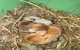 Mini Lop rabbits for sale: Baby mini lop - Image 2