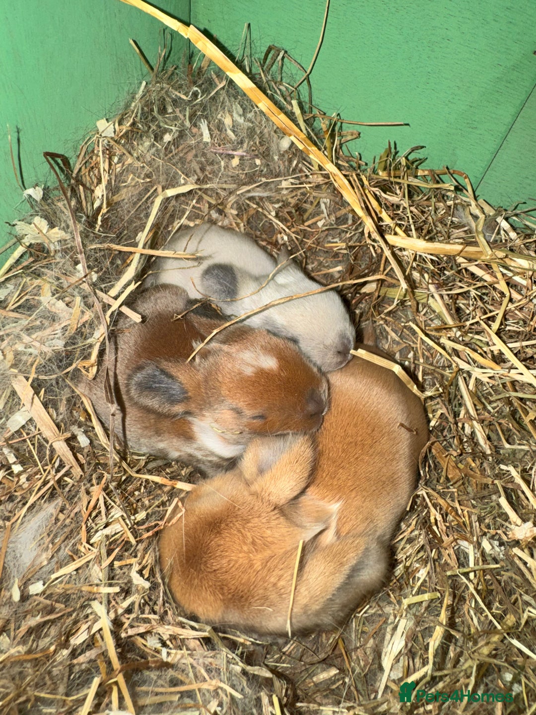 Mini Lop rabbits for sale: Baby mini lop - Image 2