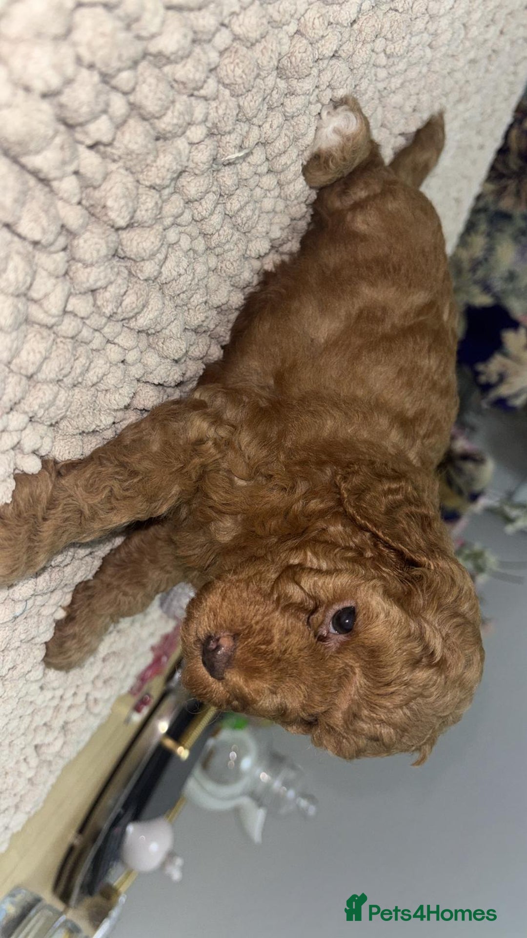Toy Poodle dogs for sale: Look at our Beautiful Toy Poodle Puppies  - Advert 5