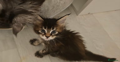 Maine Coon cats - Advert 14