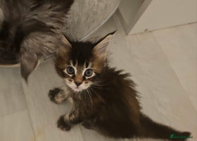 Maine Coon cats - Advert 1