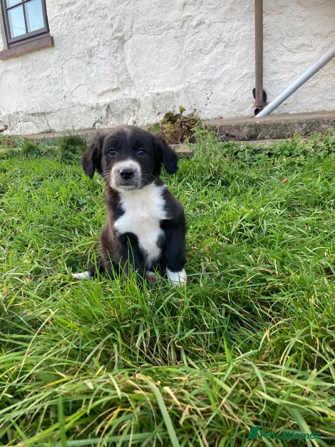 Mixed Breed dogs for sale:  4 Sprollie - Advert 6