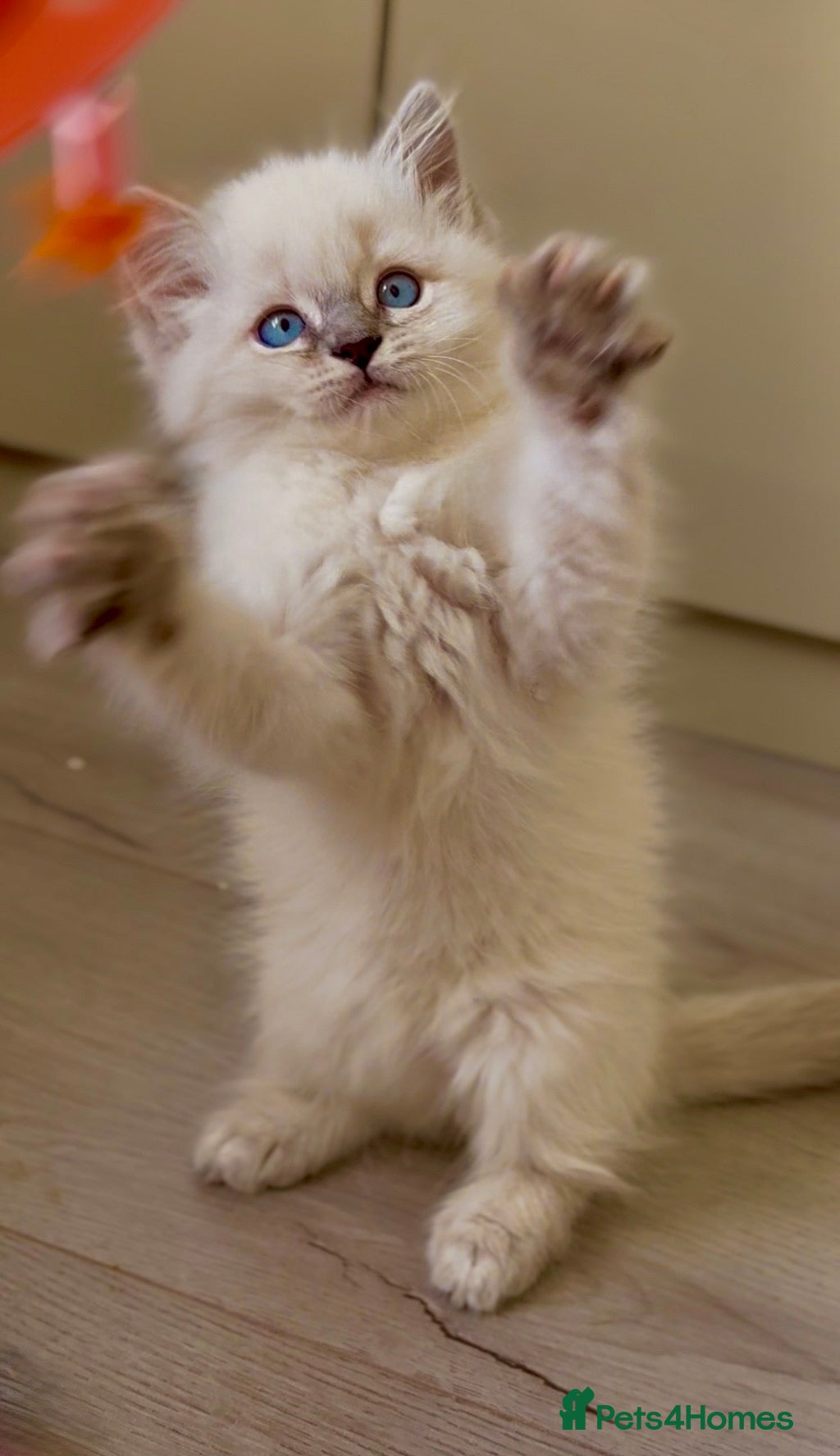 Ragdoll cats Pure healthy 6 Ragdolls kittens - Advert 4