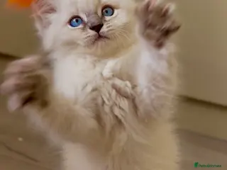 Ragdoll cats Pure healthy 6 Ragdolls kittens - Advert 15