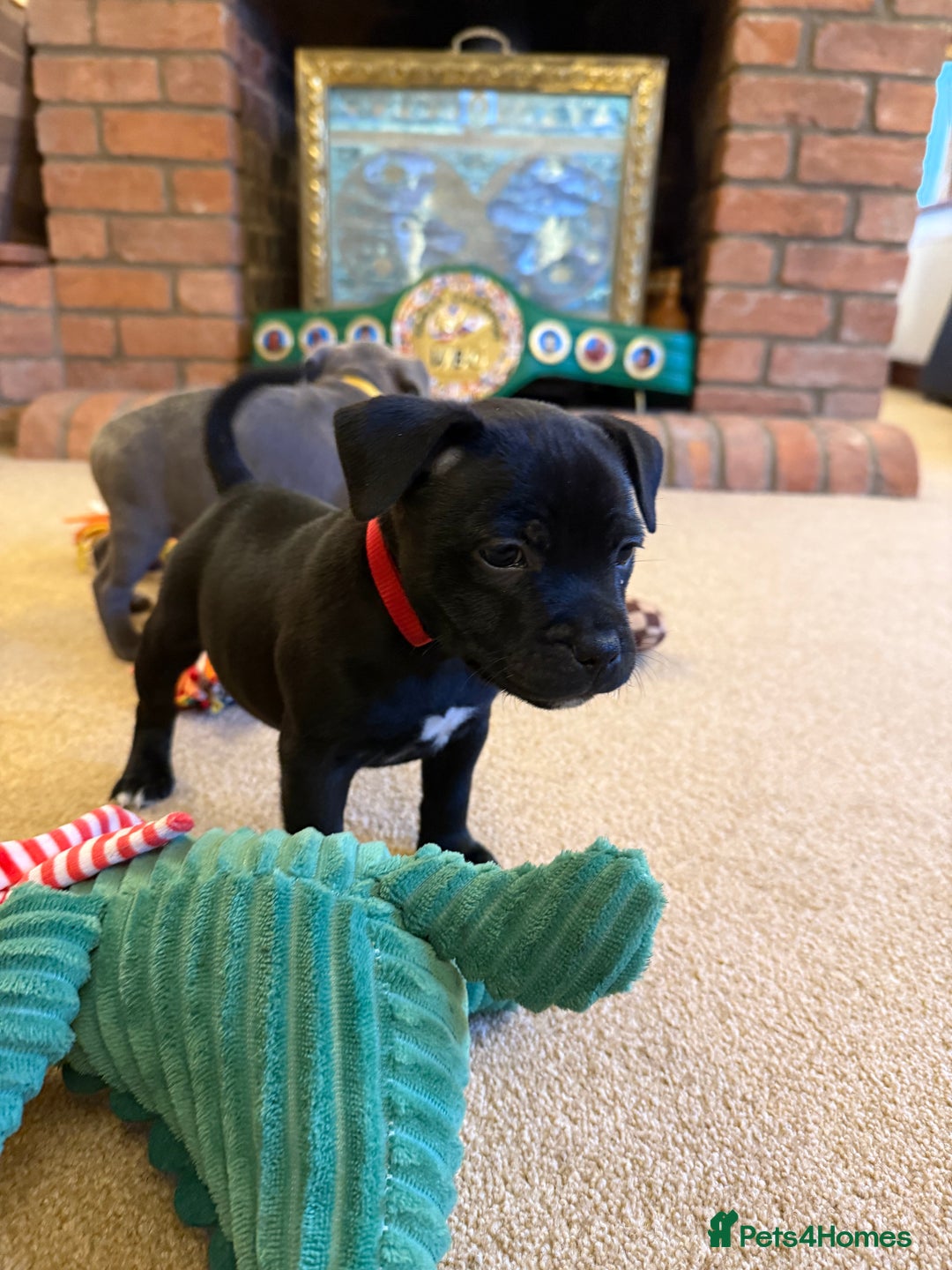 Staffordshire Bull Terrier dogs for sale: Health Tested Clear Staffordshire Bull Terrier's - Advert 7