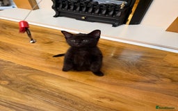 Mixed Breed cats for sale: 2 Tabby boy  - Image 8