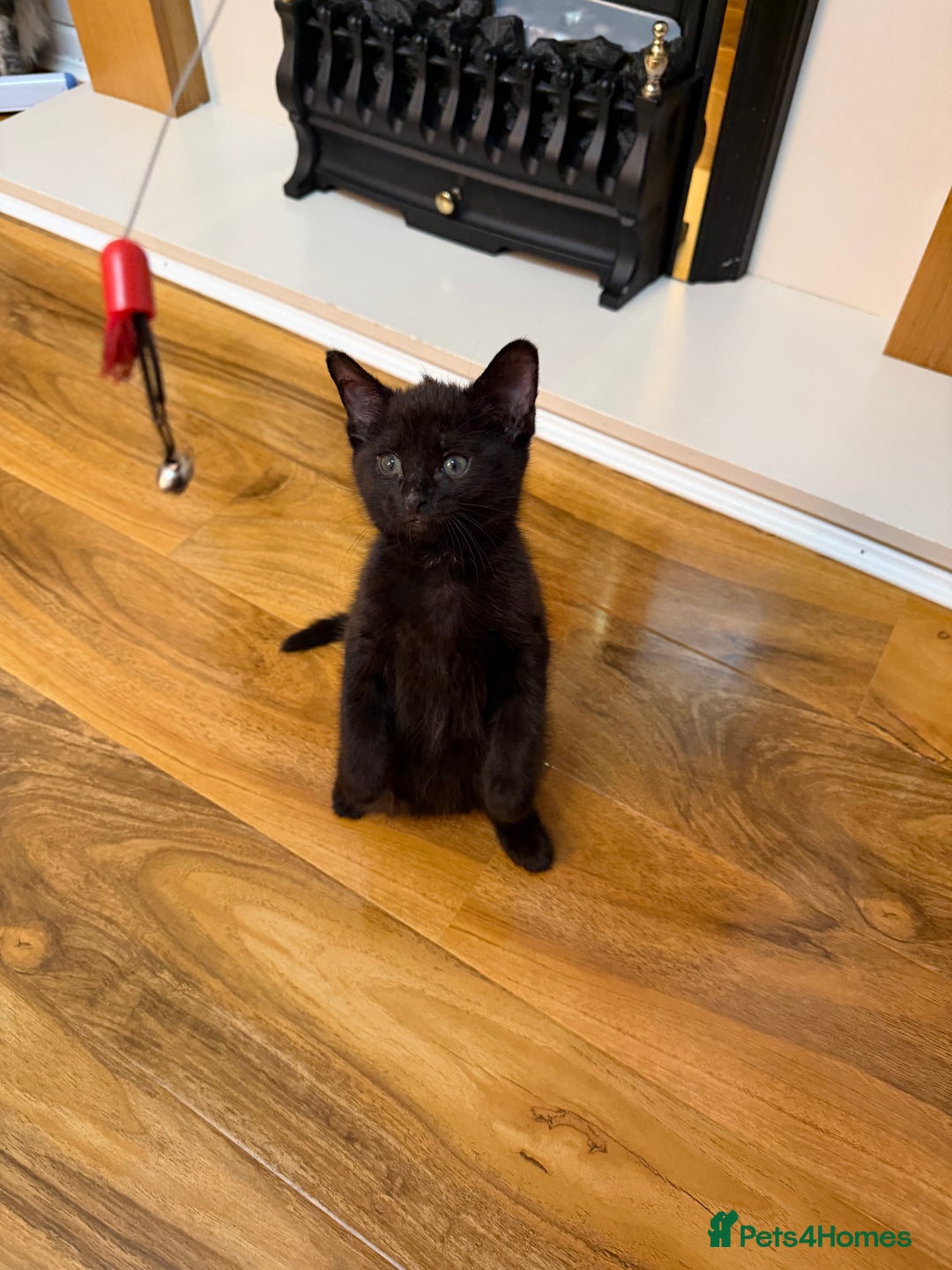 Mixed Breed cats for sale: 2 Tabby boy  - Image 8